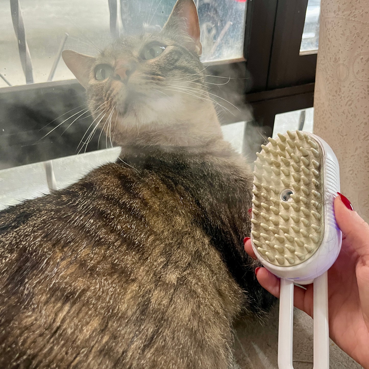 Cepillo a vapor para mascotas!đ»đ¶