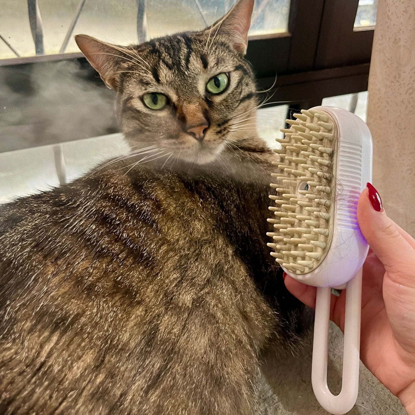 Cepillo a vapor para mascotas!😻🐶 - Elegance Colombia