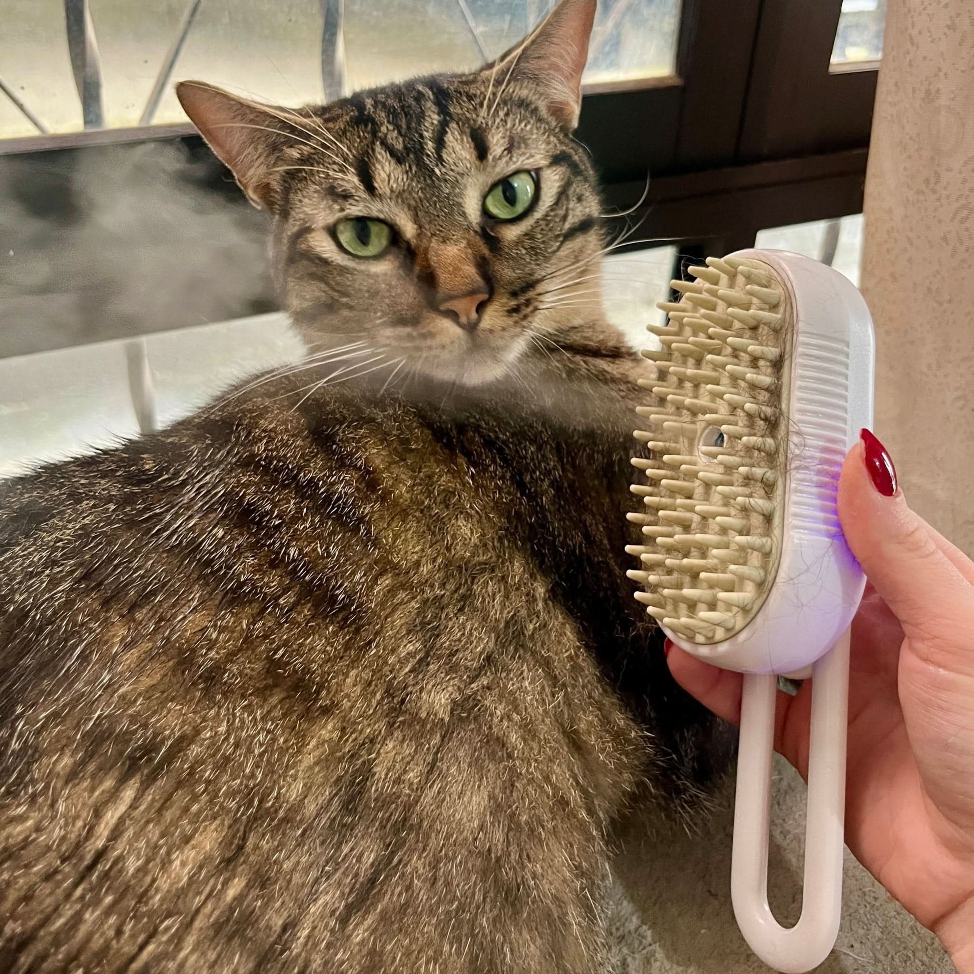 Cepillo a vapor para mascotas!😻🐶 - Elegance Colombia